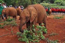 Elephant Orphanage and Giraffe Center Nairobi Day Tour