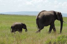Elephant Orphanage and Giraffe Center Nairobi Day Tour