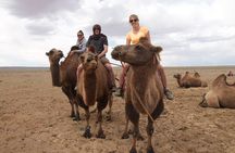 8 Day Great Gobi and Central Mongolia