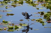 Miami: 60 Minute Private Everglades Airboat Ride