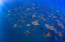 Mobula Ray and Ocean Safari Day Trip