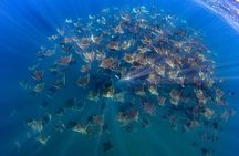 Mobula Ray and Ocean Safari Day Trip