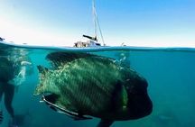 Coral Garden Reefs Snorkeling Boat Trip From Marsa Alam