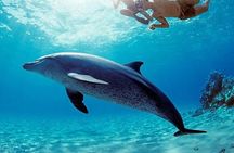 Coral Garden Reefs Snorkeling Boat Trip From Marsa Alam