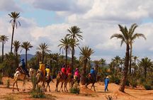 Marrakech Camel Ride in Palmeraie