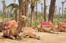 Marrakech Camel Ride in Palmeraie