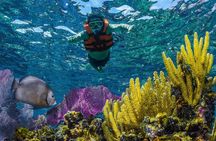 Half Day Guided Snorkeling Adventure Tour from Cancun