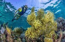 Half Day Guided Snorkeling Adventure Tour from Cancun