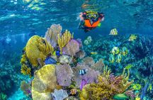 Half Day Guided Snorkeling Adventure Tour from Cancun