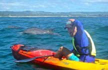 The Byron Bay Sea Kayak Tour