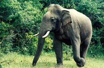  Bundala National Park by Ajith Safari