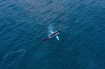 Big Whales & Puffins RIB boat tour from Húsavík 