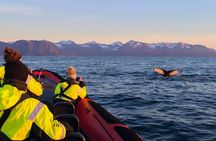 Big Whales & Puffins RIB boat tour from Húsavík 