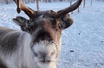 Snowmobile Safari to Lake Inari, meet & feed Reindeers, Lunch
