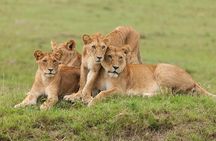 5 Days Safari Adventure in Tanzania