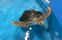 Cairns Aquarium and small group City Sightseeing Tour