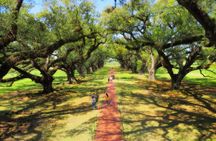 Oak Alley Plantation Tour with Transportation from New Orleans
