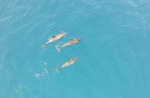 New best of Tahiti 
