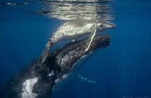 New best of Tahiti 
