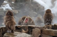 Nagano Snow Monkey 1 Day Tour with Beef Sukiyaki Lunch from Tokyo