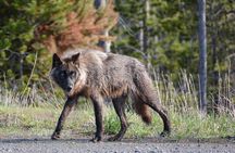 Full Day Private “Pet Friendly” Yellowstone Tour From Cody Wyo!