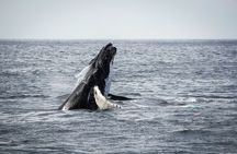 Whale Watching Snorkel Combo