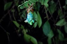 Manzanillo Rainforest night walk 