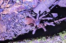 Manzanillo Rainforest night walk 