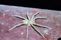 Manzanillo Rainforest night walk 