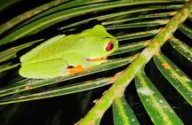 Manzanillo Rainforest night walk 