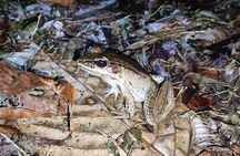 Manzanillo Rainforest night walk 