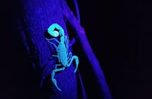 Manzanillo Rainforest night walk 
