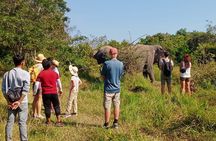 Kulen Elephant Forest and Tonle Sap Lake by Private Tour