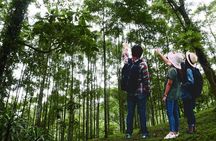 Forest Research Institute Malaysia (FRIM) Nature Trekking Tour