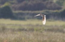 Sussex Birdwatching Private Guided Day Tour