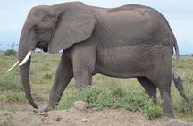 4 Day Private Masai Mara Flight Safari Tour from Nairobi