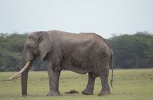 4 Day Private Masai Mara Flight Safari Tour from Nairobi