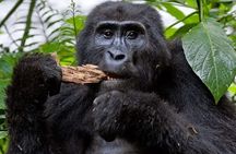 4 Days Uganda Gorilla and Wildlife Tour