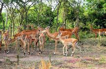 4 Days Uganda Gorilla and Wildlife Tour