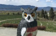 4-Hour Okanagan Valley Wine Tasting. Wineries of East Kelowna Bench.
