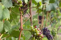 4-Hour Okanagan Valley Wine Tasting. Wineries of East Kelowna Bench.