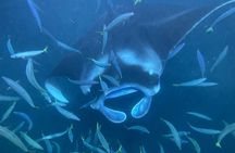 Manta Ray Snorkeling by Night in Kailua-Kona, Hawaii