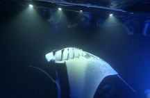 Manta Ray Snorkeling by Night in Kailua-Kona, Hawaii