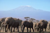 2 Days Amboseli National Park Safari Experience