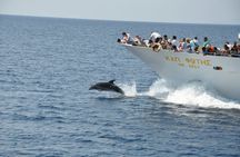 Mount Athos Peninsula Sightseeing Cruise