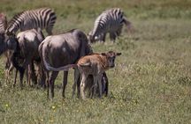 From Arusha: 5 Day Cats, Calves & Crater Safari, Ngorongoro