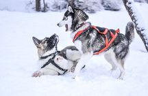 12-14KM Self Driven Husky Sled Adventure in Rovaniemi