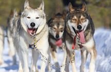 12-14KM Self Driven Husky Sled Adventure in Rovaniemi
