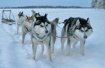 12-14KM Self Driven Husky Sled Adventure in Rovaniemi