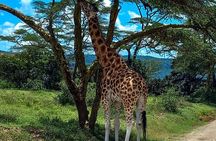 Nairobi National Park Safari With a Visit to Giraffe Center.